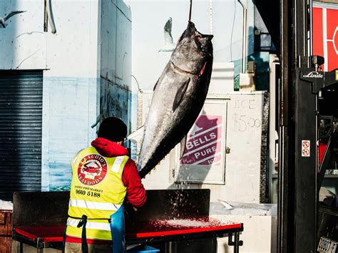 Sydney Fish Market Behind the Scenes Tours | Sydney, Australia ...