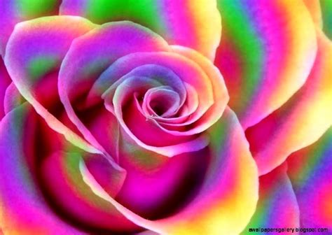 Rainbow Rose Wallpaper | Wallpapers Gallery