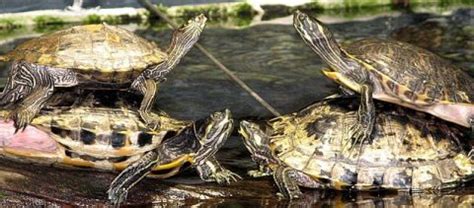 Cumberland Slider Turtle Care Guide | Diet, Habitat, Breeding, Diseases