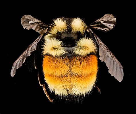 : Bumble bee survey : Minnesota Bee Atlas : Citizen science ...