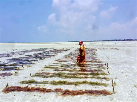 Seaweed farming in Zanzibar - the women of the Indian Ocean - Outdoor Revival