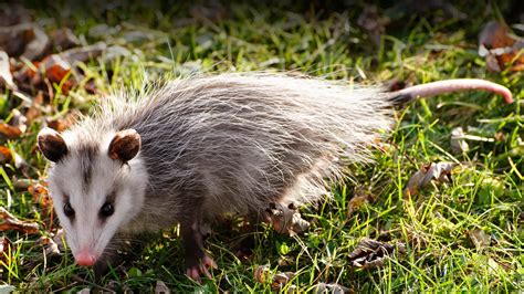 Opossum | San Diego Zoo Animals & Plants