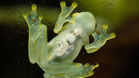 Glass Tree Frog