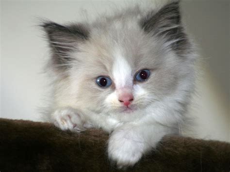 Important Information: Ragdoll Cat Pictures and Images