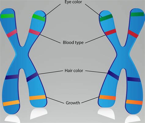 Dna Chromosomes Genes And Traits Worksheet