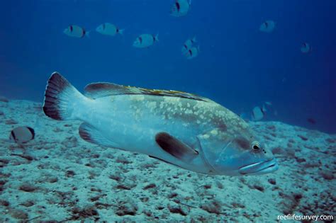 Epinephelus marginatus - Dusky grouper | Reef Life Survey