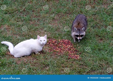 Cat and Raccoon stock photo. Image of zoology, nature - 19533228