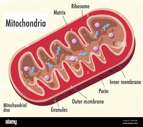 Mitochondria, Illustration, Labeled Stock Photo - Alamy