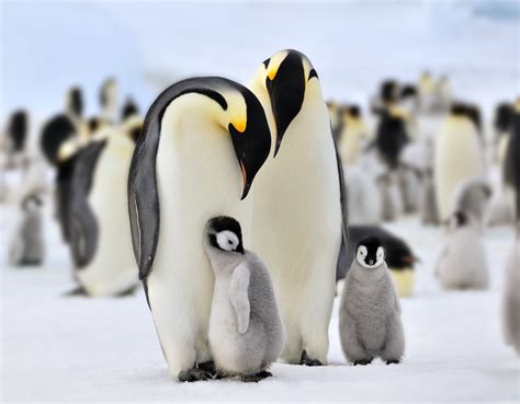 🔥 [50+] Penguin Family Wallpapers | WallpaperSafari