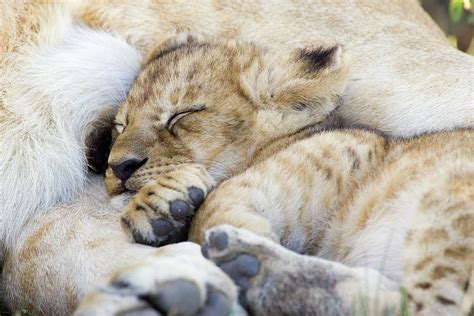 African Lion Cub Sleeping Photograph by Suzi Eszterhas