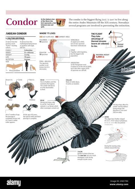 Infographics of the anatomy, habitat and flight of the Andean Condor. [Adobe Illustrator (.ai ...