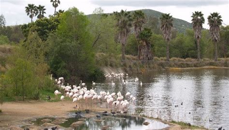 Are There Flamingos in Florida? - BirdingLab