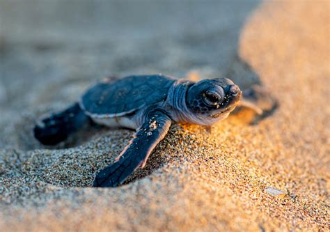 Baby Sea Turtle