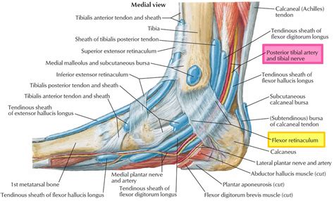 Tarsal tunnel syndrome symptoms, causes, diagnosis, prognosis & treatment