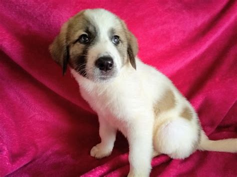 Anatolian Shepherd Puppies For Sale | Tucson, AZ #306113