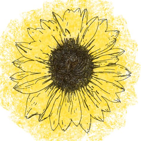 Sunflower Line Drawing Free Stock Photo - Public Domain Pictures