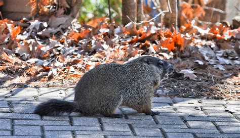 How Much Wood Could a Woodchuck Chuck…. | Wood, Much, Chucks