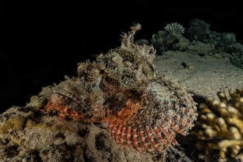 Scorpion Fish Camouflage in the Red Sea Stock Photo - Image of nature ...