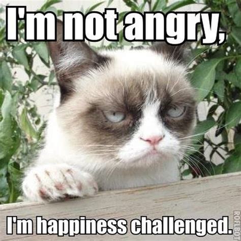 21 Grumpy Cat memes to instantly make you grumpy however happy you are! | Animals News, India.com