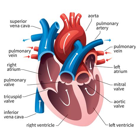 Queensland Cardiovascular Group | Anatomy of the Heart