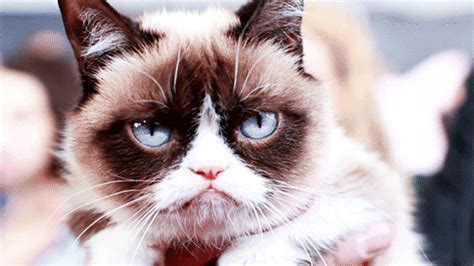 Grumpycat GIFs - Find & Share on GIPHY