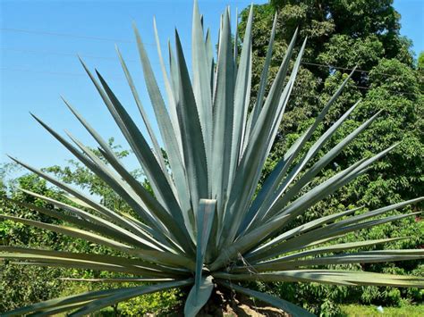 Agave tequilana - Blue Agave, Tequila Agave | World of Succulents