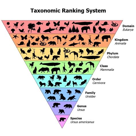 Plant & Animal Classification Guide (Biological Taxonomy) – Fauna Facts