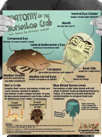 Horseshoe Crab Anatomy - Anatomical Charts & Posters