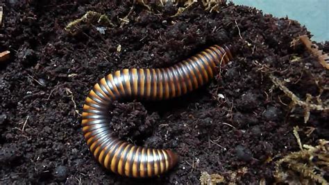 What do millipedes eat