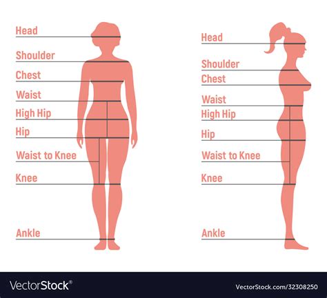 Female size chart anatomy human character people Vector Image