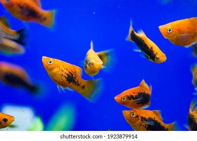 627 Live Bearing Aquarium Fish Images, Stock Photos & Vectors | Shutterstock