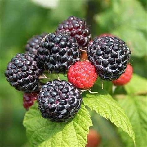 A group of nearly one dozen jewel raspberries are growing at the end of a cane. The majority of ...