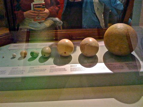 Elephant Bird egg -- and others | BirdNote