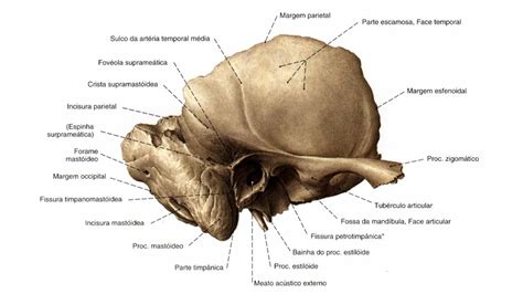 Osso temporal 1 | Anatomia papel e caneta