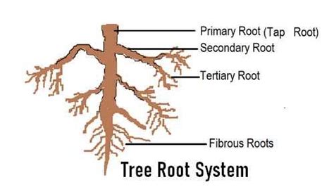 the parts of a tree labeled in their major branches, roots and root systems are shown