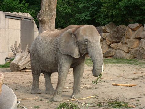 Free Hairy elephant from zoo of Sch Stock Photo - FreeImages.com