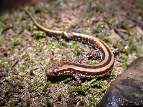 Three-lined Salamander - Chattahoochee River National Recreation Area (U.S. National Park Service)