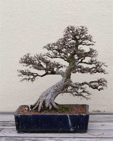 The Ancient History and Symbolic Meaning of the Bonsai Tree