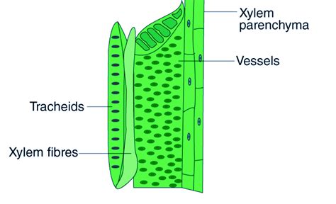 Xylem - Definition , Structure, Components (Types), Functions And Importance - CBSE Class Notes ...