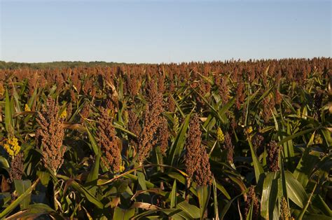 Sorghum Field 2 | Sorghum is one of the topics on tap for K-… | Flickr