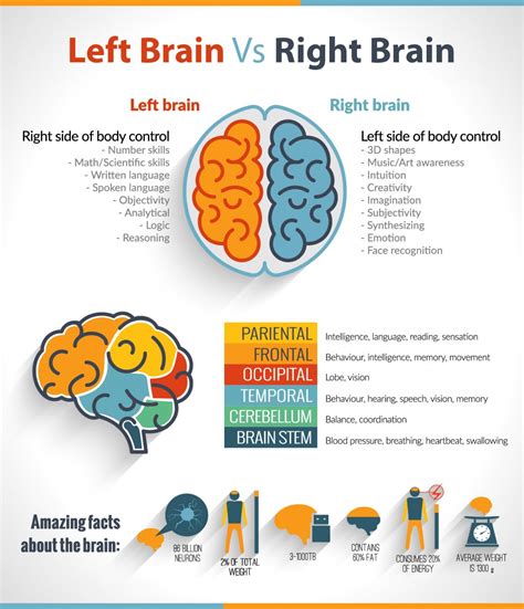 The left brain vs right brain confusion – Artofit