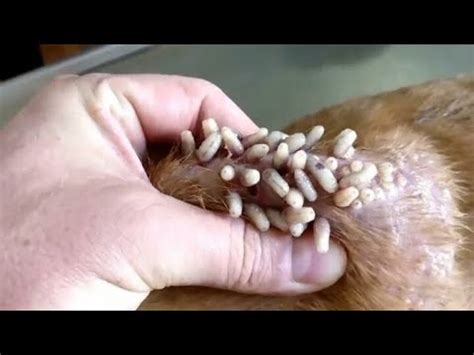 BEST Removal of BotFly larvae // Worms under the skin // Larvae in the ...