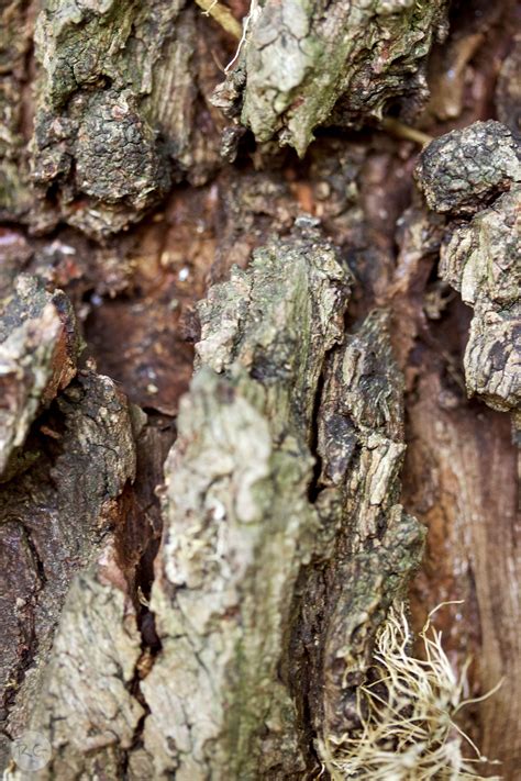 Beech Tree Bark - HooDoo Wallpaper