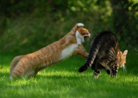 Cat Fight. Literally (59 pics)