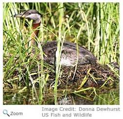 Red-necked Grebe - Podiceps grisegena | Wildlife Journal Junior