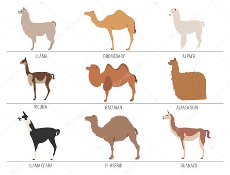 Camel, llama, guanaco, alpaca breeds icon set. Animal farming — Stock Vector © A7880S #130170606