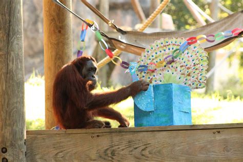 The wonderful world of orangutan enrichment - Zoo Atlanta