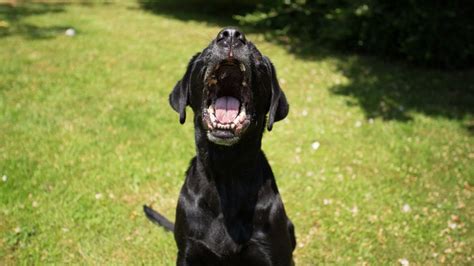 Dog won’t stop barking? Causes and how to stop excessive barking | PetsRadar