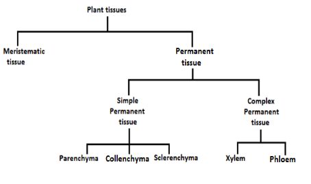 TISSUES-PLANT TISSUE-PERMANENT TISSUE