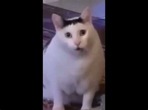 huh cat meme - YouTube